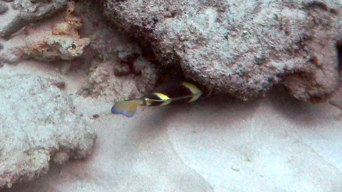 Plancia ëd Dischistodus fasciatus (Cuvier 1830)