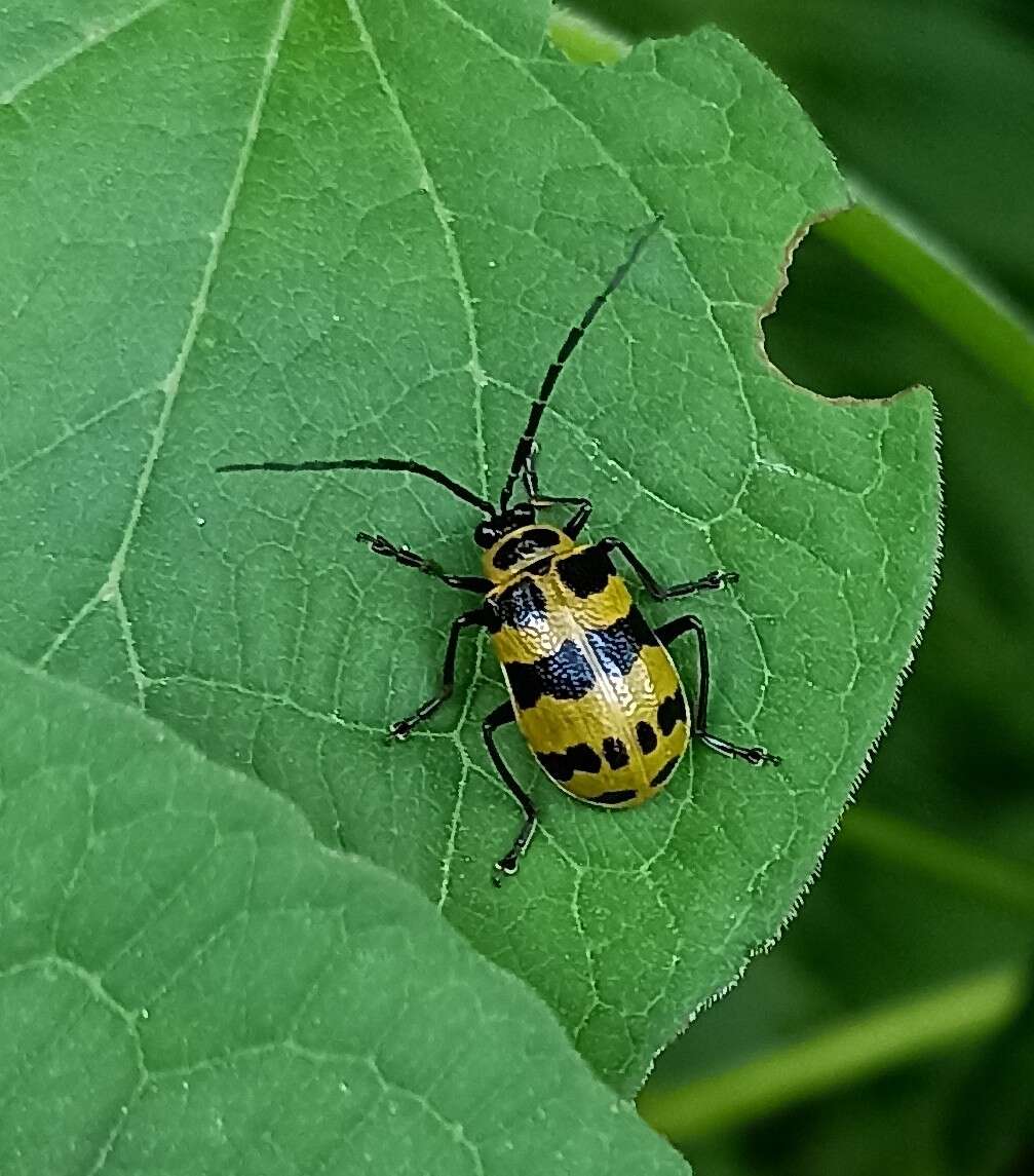 Image of <i>Meristata quadrifasciata</i>