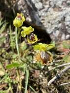 Image of Ophrys lutea subsp. melena Renz