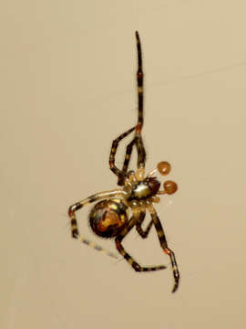 Image of Theridion zantholabio Urquhart 1886