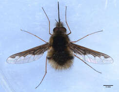 Image of Large bee-fly