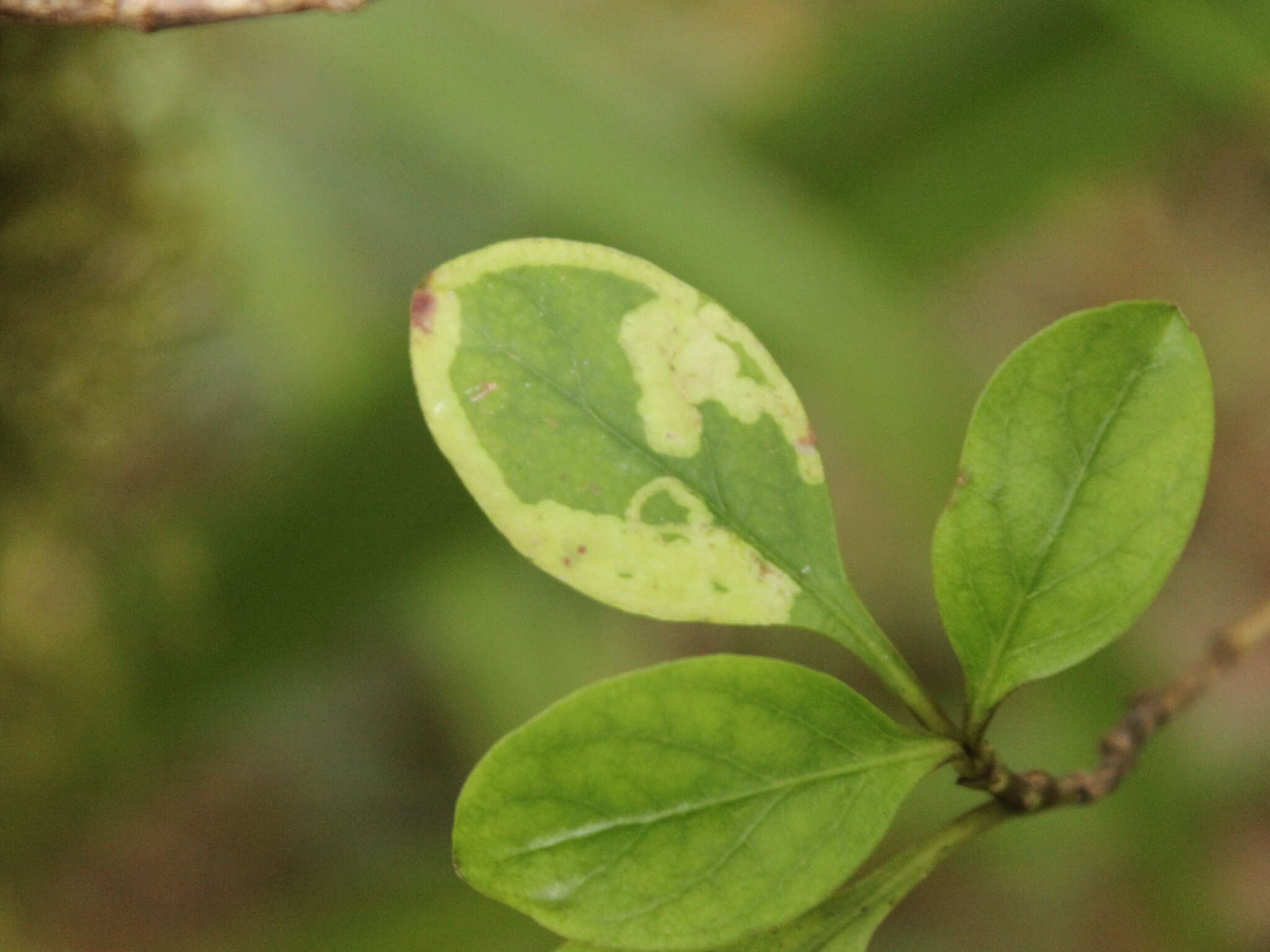 Image of Corythoxestis zorionella (Hudson 1918)