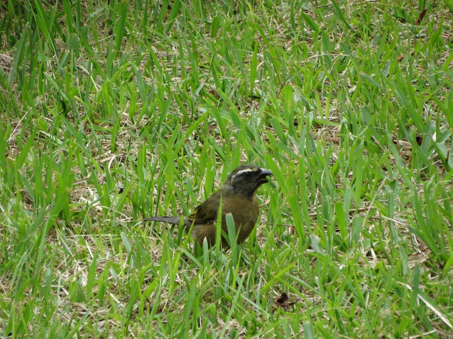 Image of Thick-billed Saltator