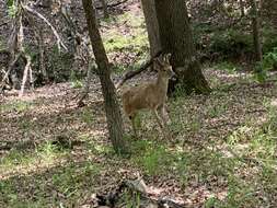 Image de Odocoileus virginianus macrourus (Rafinesque 1817)