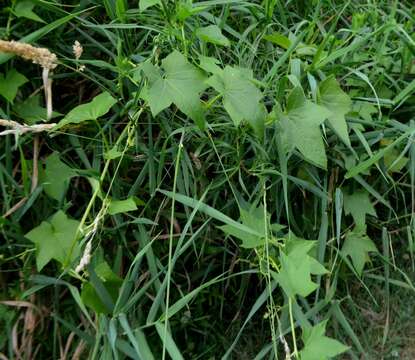 Image of Balsam-apple