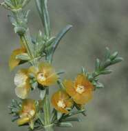 Imagem de Salsola oppositifolia Desf.