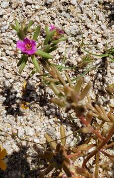 Portulaca californica D. Legrand resmi