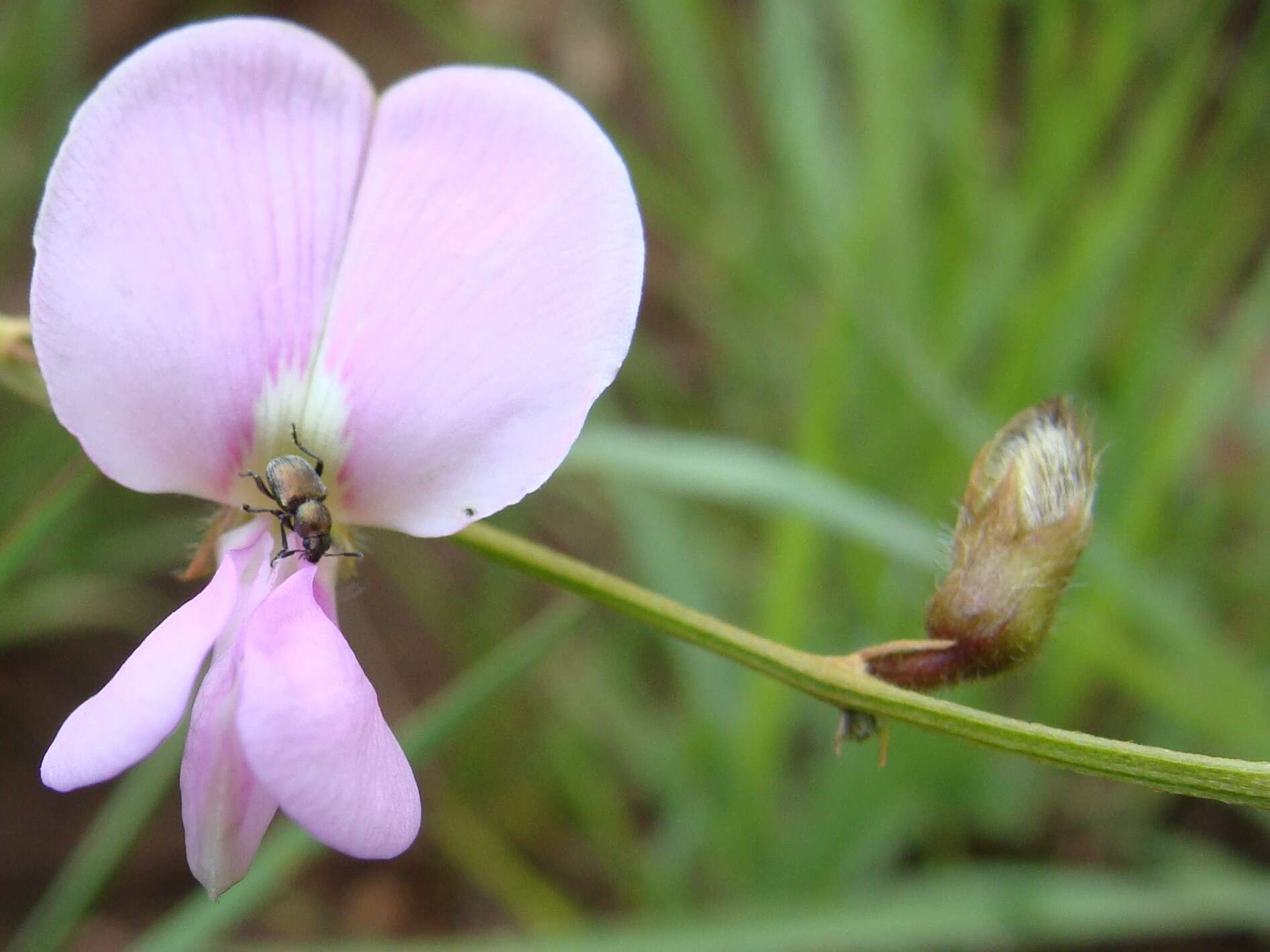 Image of Tephrosia longipes Meissner