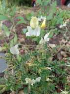 Image of large yellow vetch