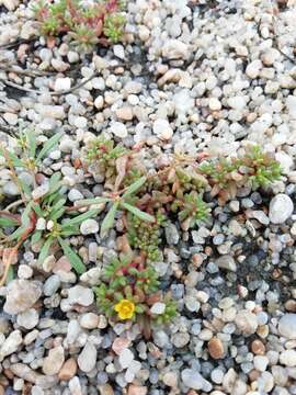 Image of Portulaca papulosa Schltdl.