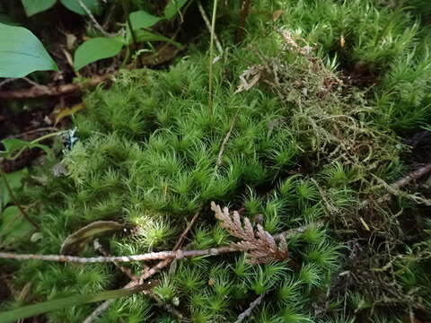 Image of dicranum moss