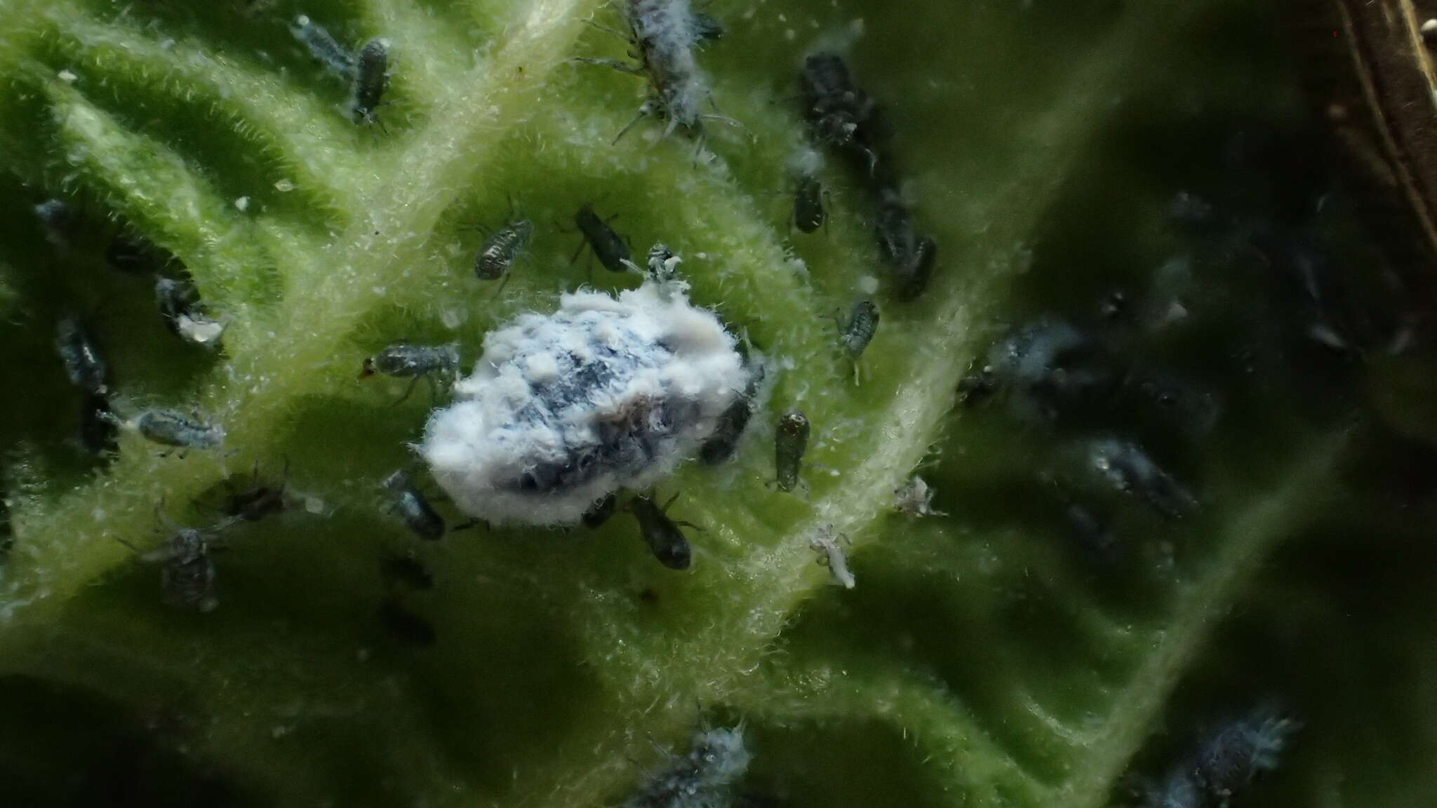 Image of Woolly aphids