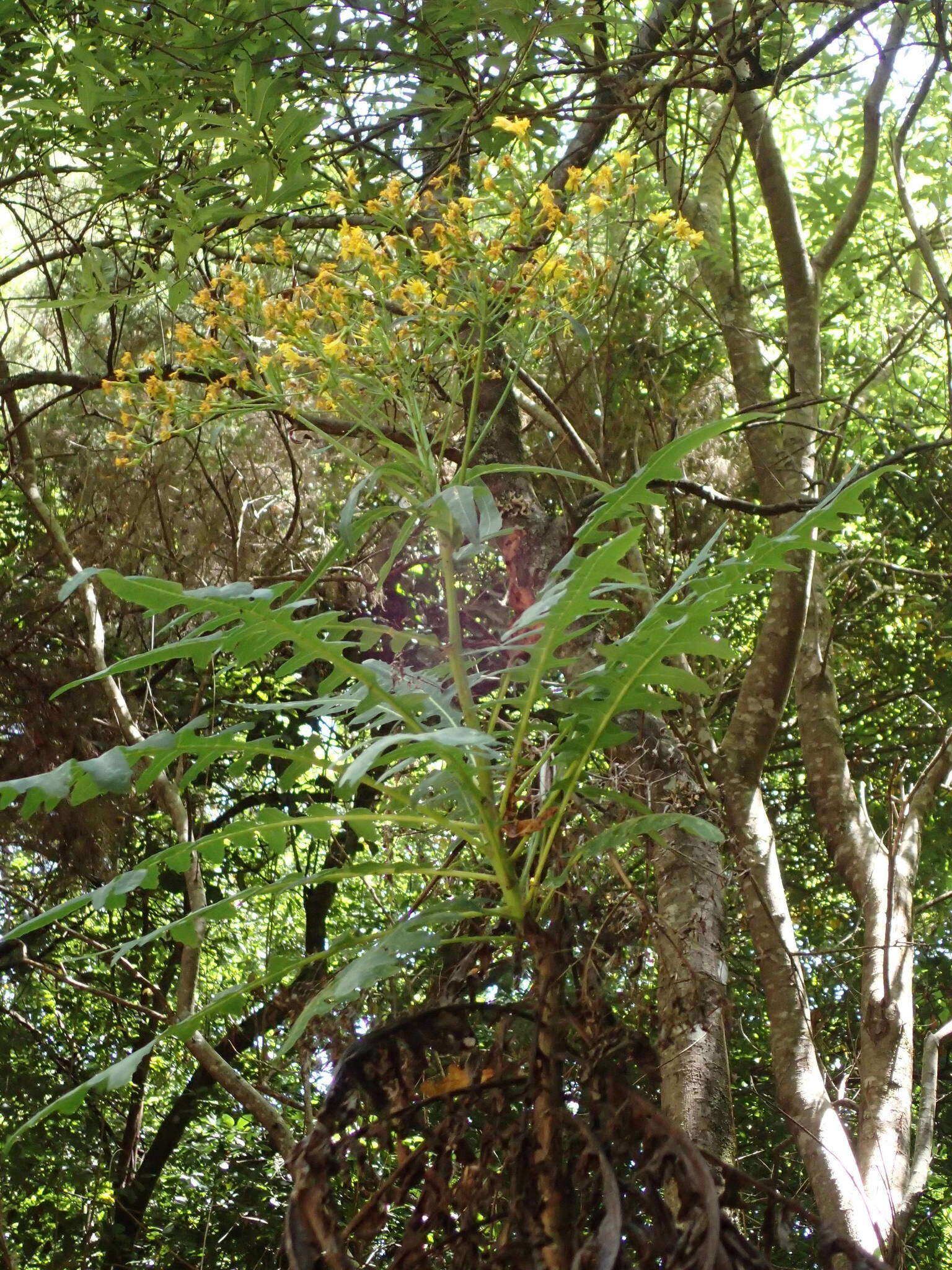 Imagem de Sonchus palmensis (Sch. Bip.) Boulos