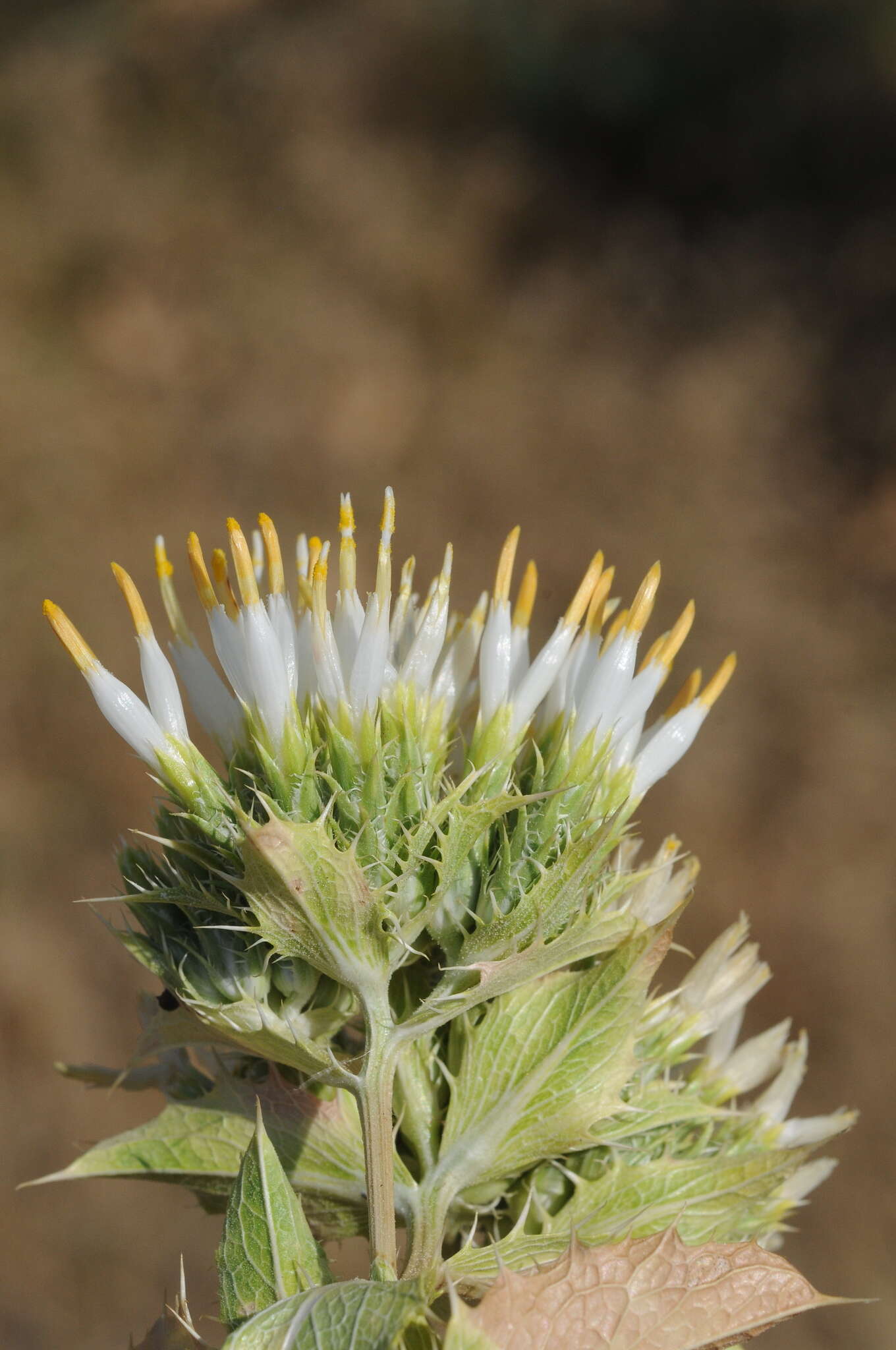 Plancia ëd Arctium triflorum (Schrenk) Kuntze