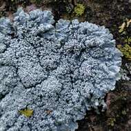 Image of Clemente's rosette lichen