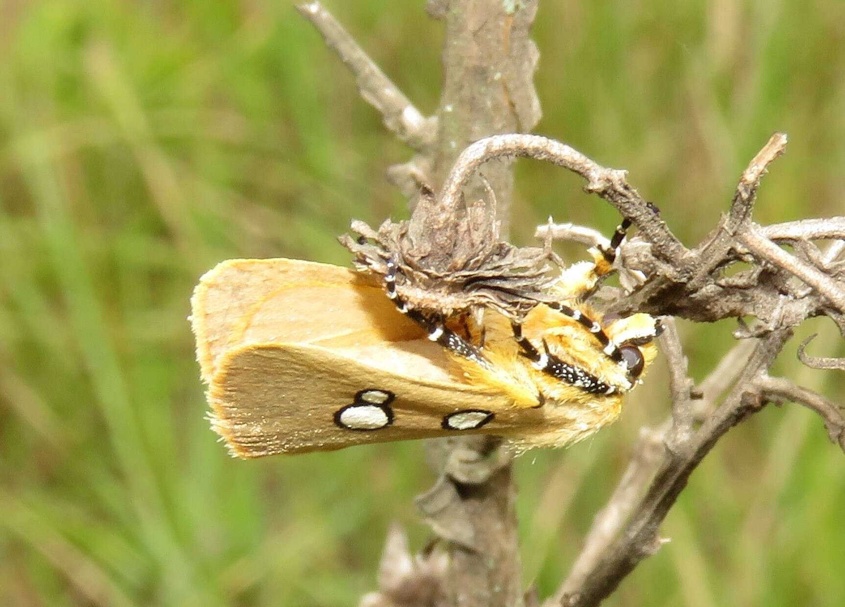 Image of Rhanidophora phedonia Stoll 1782