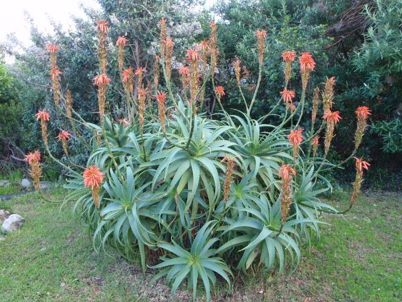 Image of candelabra aloe