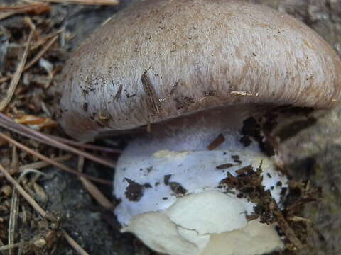 Image of Cortinarius subolivascens A. H. Sm. 1944