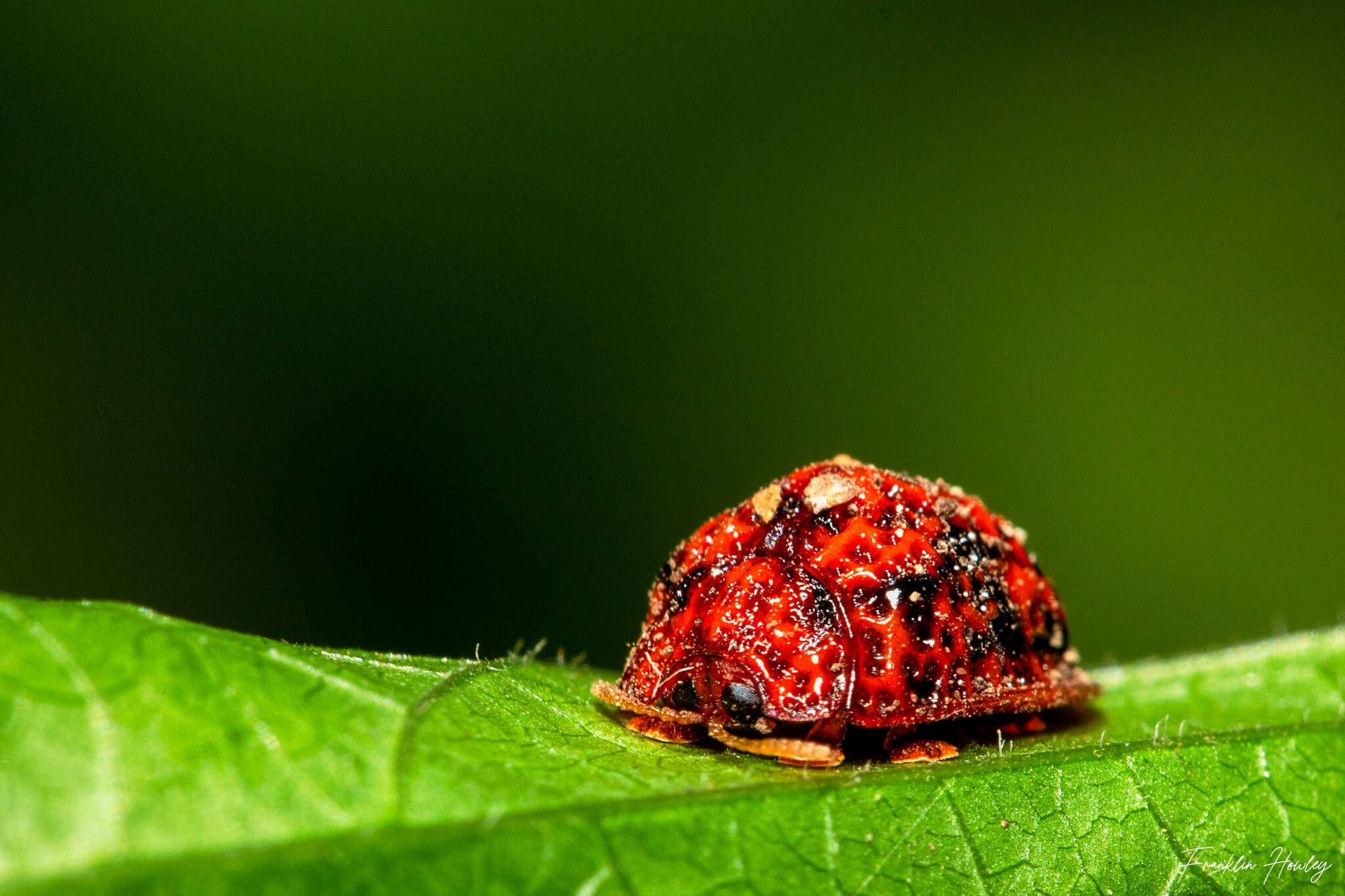 Слика од Hemisphaerota palmarum (Boheman 1856)