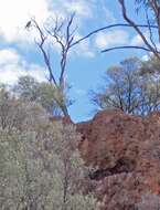 Image of Falco peregrinus macropus Swainson 1838