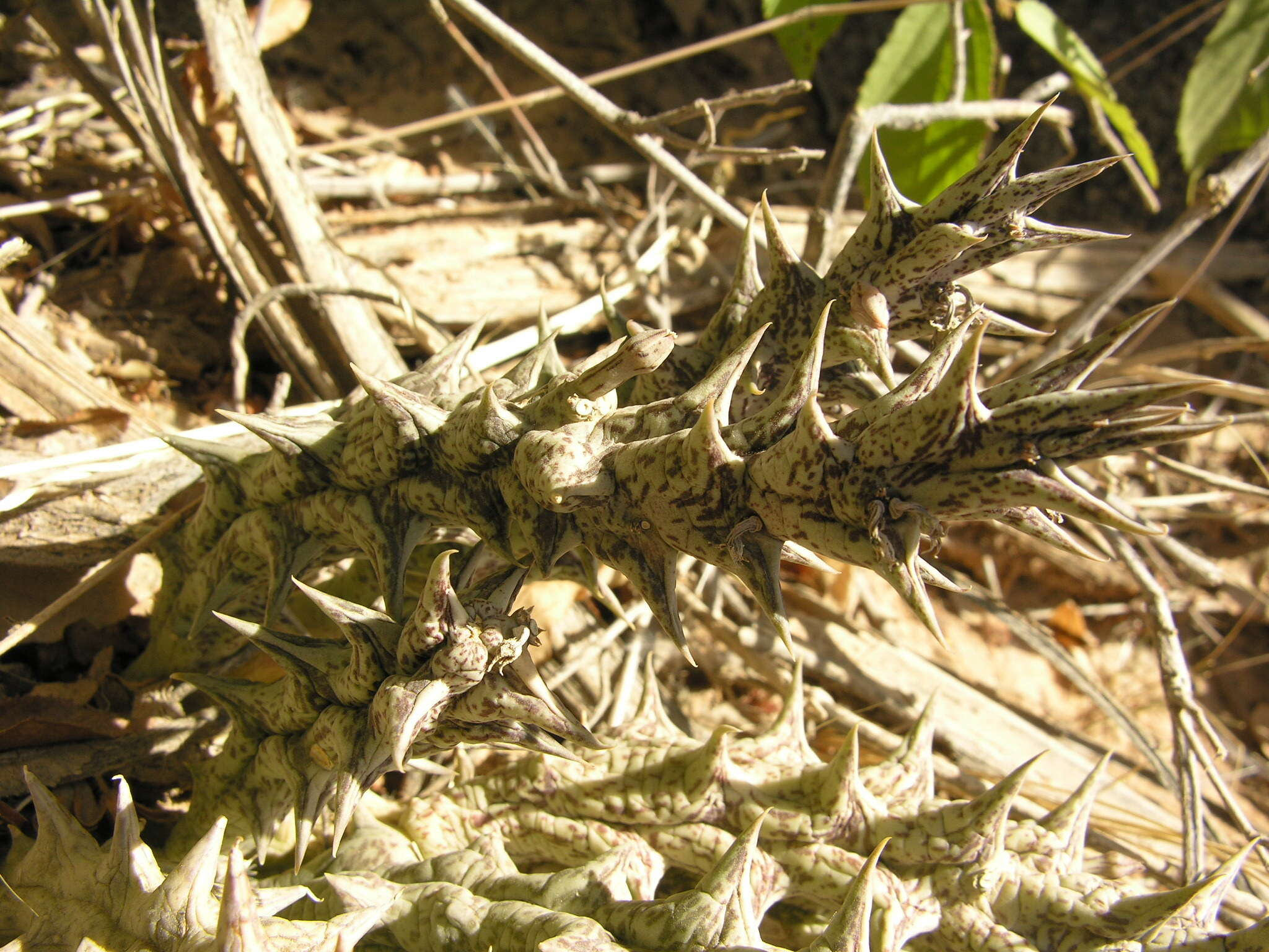 Image de Ceropegia venenosa (Maire) Bruyns