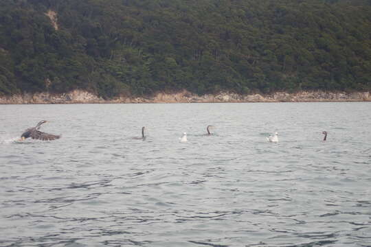 Image of Spotted Shag