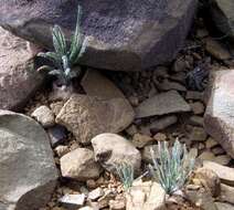 Imagem de Ornithogalum adseptentrionesvergentulum U. Müll.-Doblies & D. Müll.-Doblies