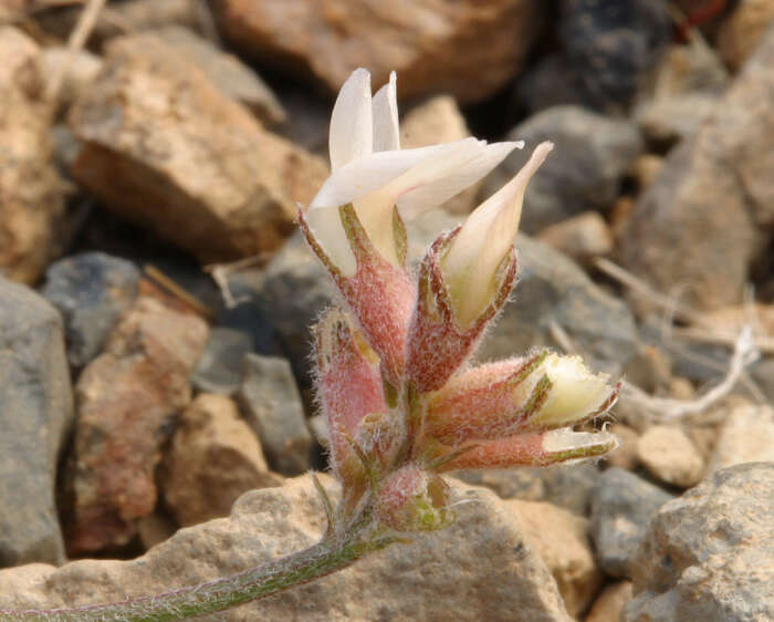 Imagem de Astragalus monoensis Barneby