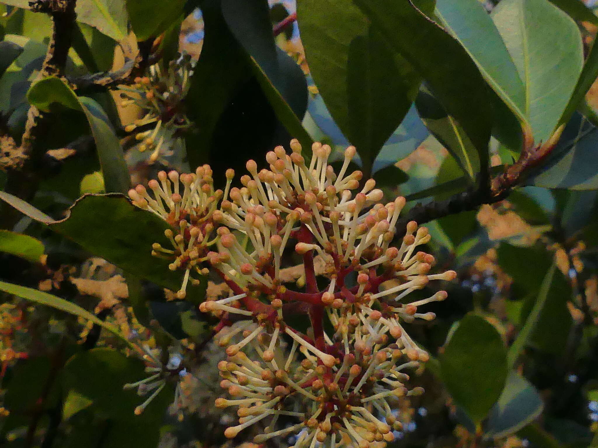 Image of Ixora brachiata Roxb.