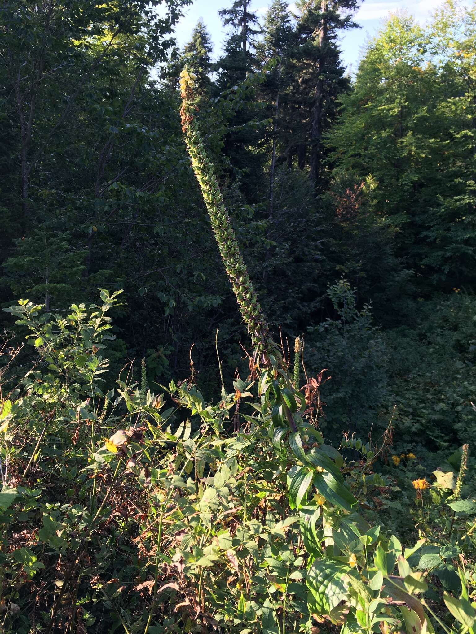 Слика од Digitalis ferruginea subsp. schischkinii (Ivan.) Werner