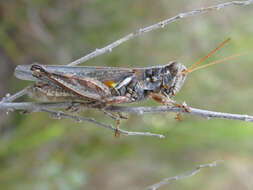 Melanoplus bowditchi canus Hebard 1925的圖片