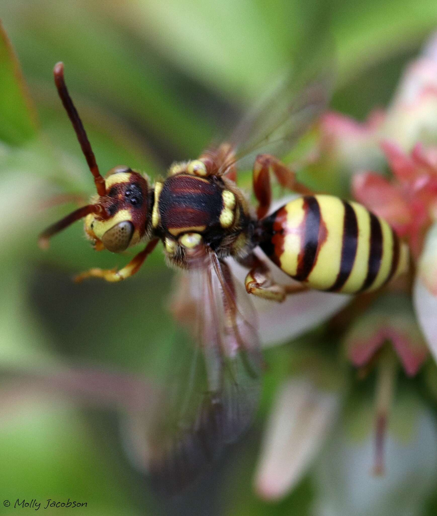 Слика од Nomada luteoloides Robertson 1895