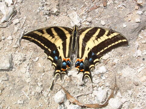 Sivun Papilio pilumnus Boisduval 1836 kuva