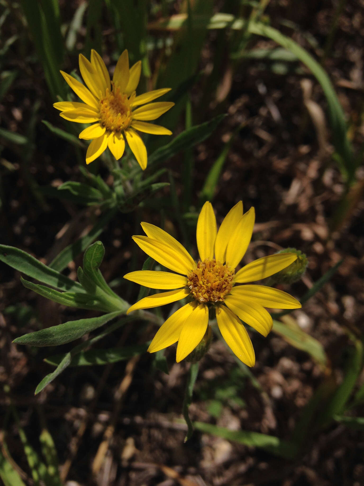 Image of <i>Heterotheca <i>camporum</i></i> var. camporum