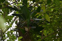 Image of Monstera standleyana G. S. Bunting