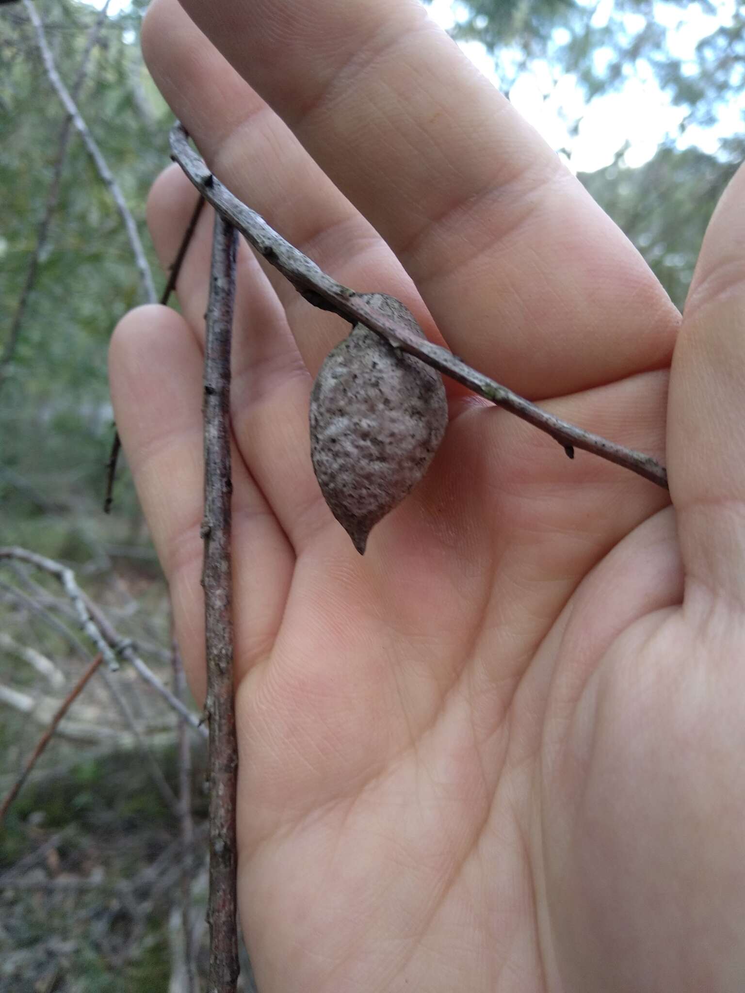 Image of Hakea dactyloides (Gaertn. fil.) Cav.