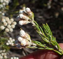 Image de Metalasia pallida Bolus