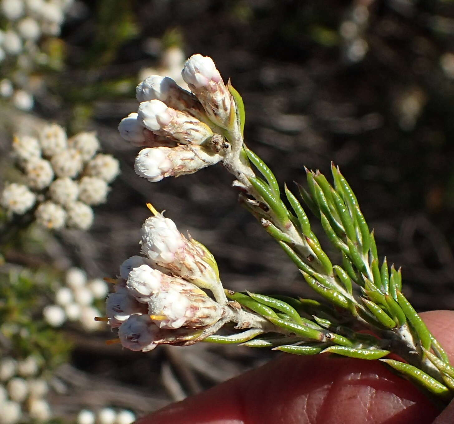 Image of Metalasia pallida Bolus