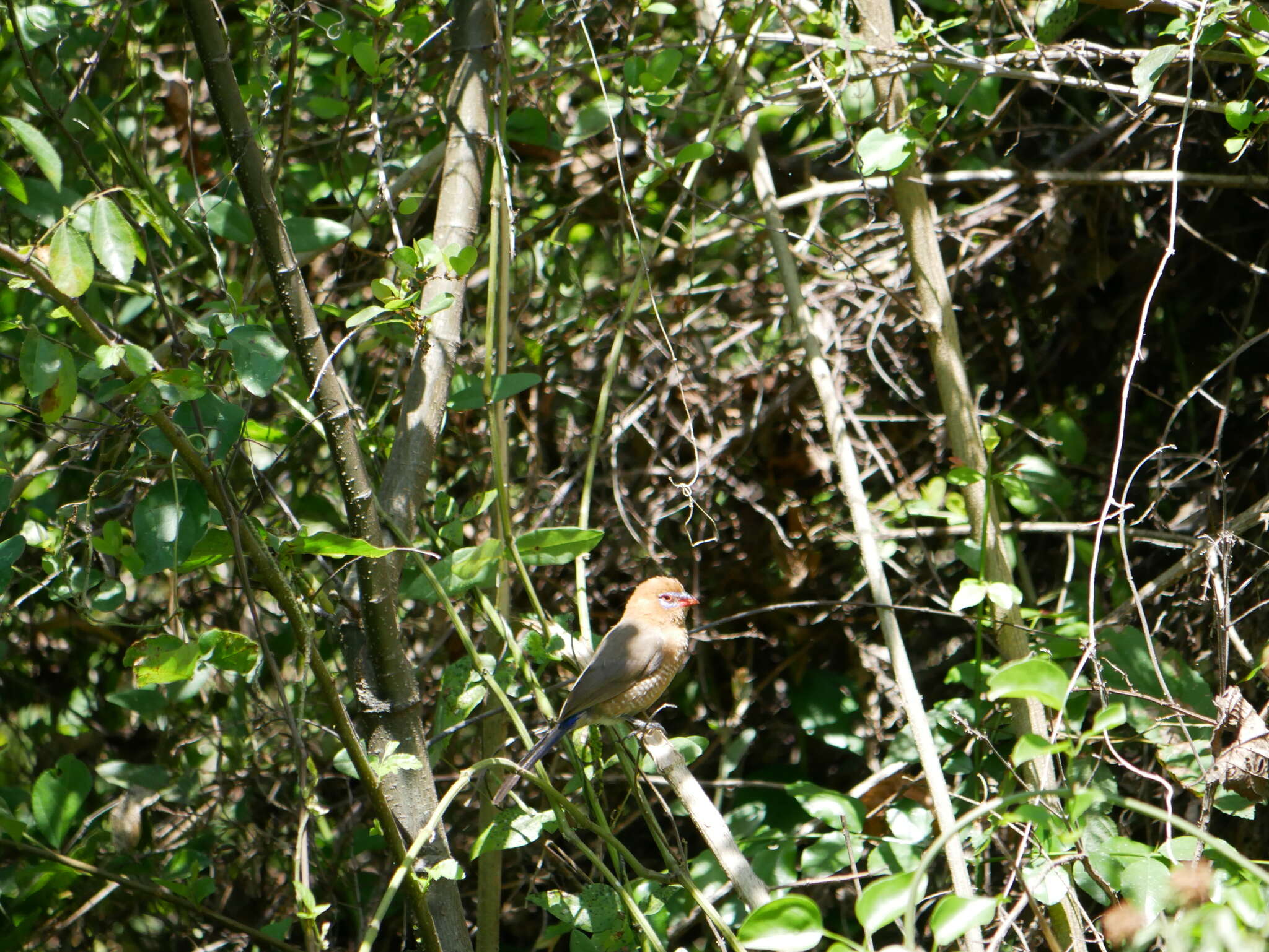 Image of Purple Grenadier