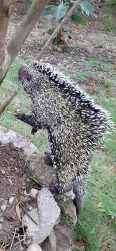 Image of Brazilian Porcupine