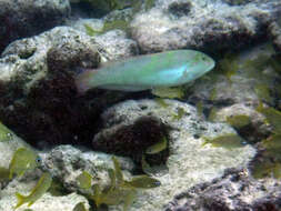 Image of Black-ear wrasse