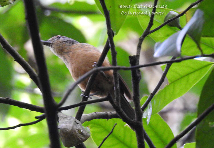 Image of Bower's Shrike-thrush