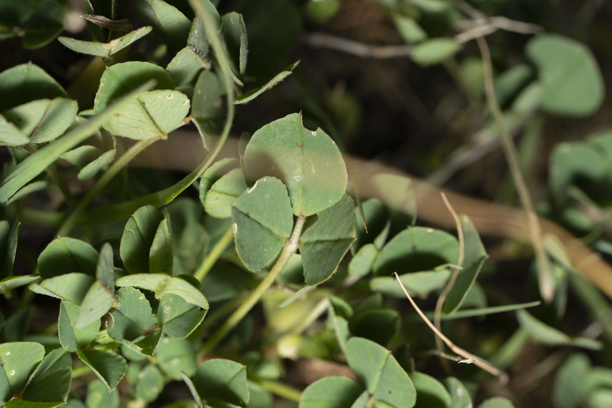 Image of Medicago intertexta subsp. ciliaris (L.) Ponert