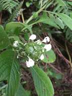 صورة Phyllopentas austro-orientalis (Homolle & Verdc.) Kårehed & B. Bremer