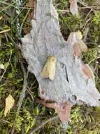 Image of Globia algae Esper