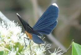 Image of White-tipped Black