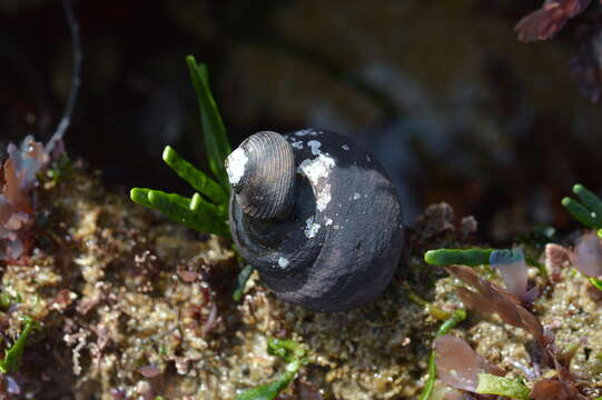 Image of pink-lipped topshell