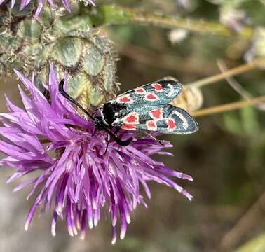 Plancia ëd Zygaena occitanica Villers 1789