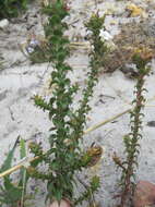 Image of Roella amplexicaulis Dod