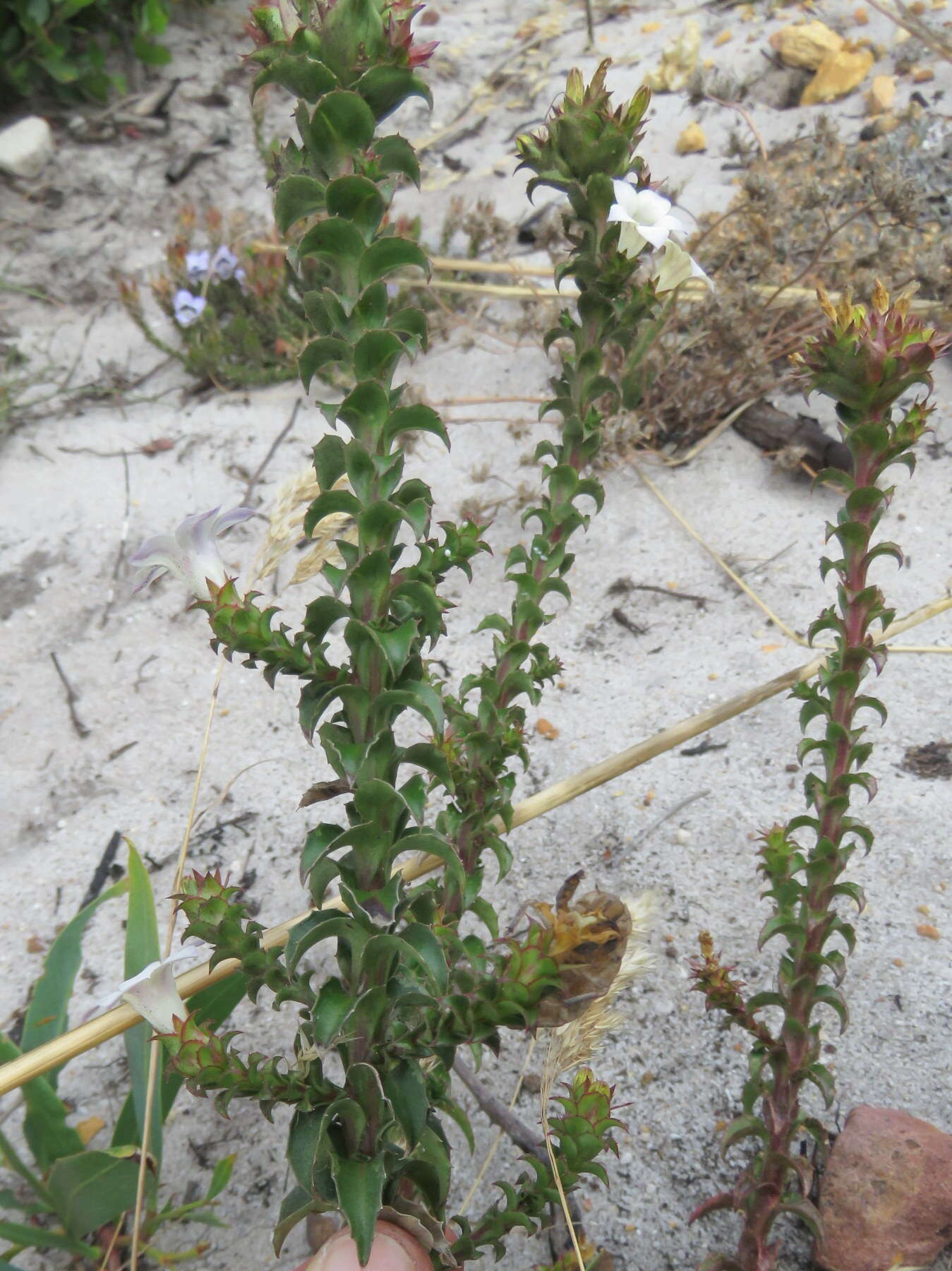 Image of Roella amplexicaulis Dod